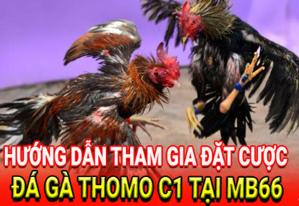 Hướng dẫn tham gia đặt cược đá gà thomo c1 tại MB66